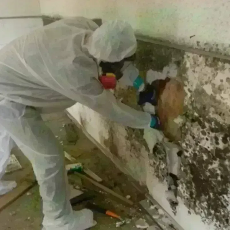 Mold Remediation and Removal in Tunica Resorts, MS